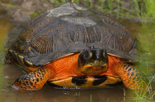 木雕水龟能长多大