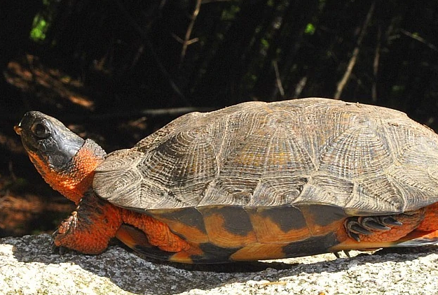 木雕水龟是保护动物吗