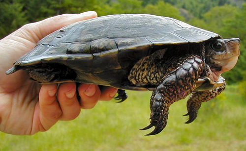 木雕水龟会攻击其他龟吗