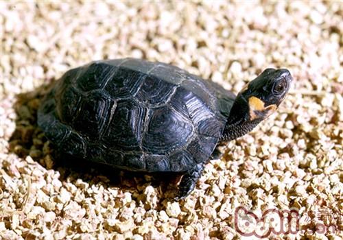 木雕水龟是半水龟吗 木雕龟是水龟还是半水龟