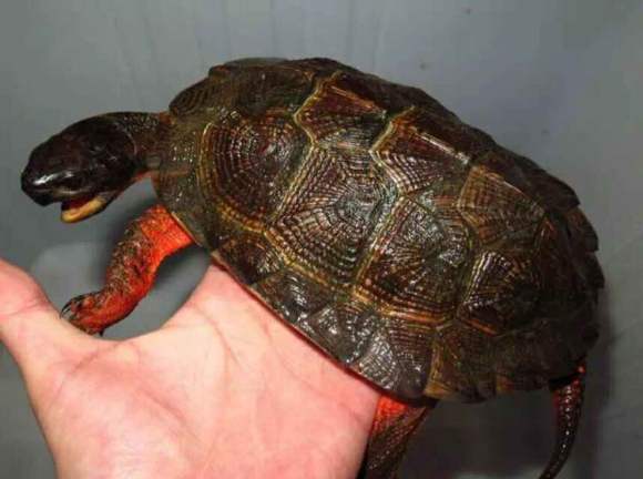 木雕水龟和木纹龟的区别