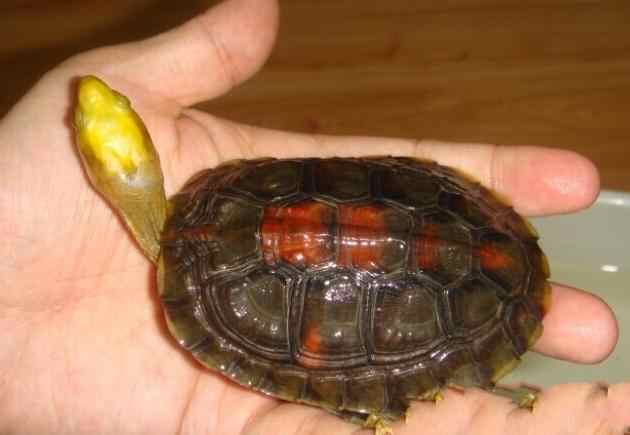 金头闭壳龟跟黄缘闭壳龟有什么区别