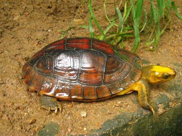 金头闭壳龟能活多少年 金头闭壳龟可以活多久
