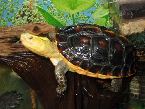 金头闭壳龟可以深水养吗