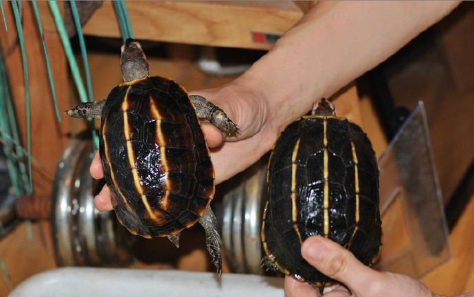 缅甸黑山龟饲养方法