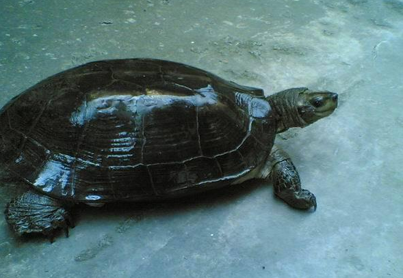 缅甸黑山龟吃什么 缅甸黑山龟吃啥