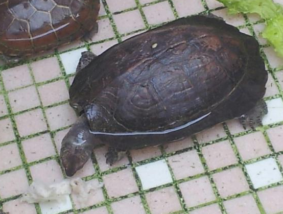 缅甸黑山龟成体多大 缅甸黑山龟可以长多大