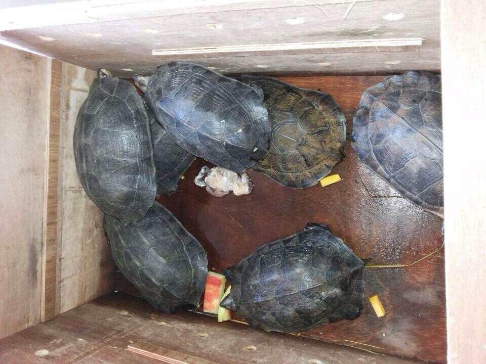 缅甸黑山龟和庙龟哪个大