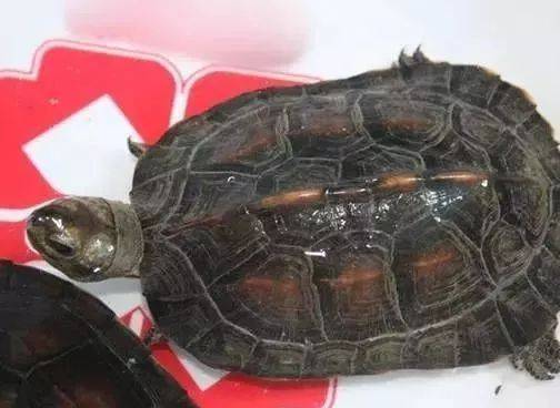 缅甸黑山龟的寿命 缅甸黑山龟寿命