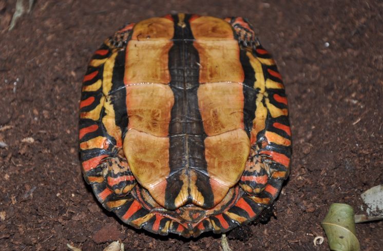 哥斯达黎加木纹龟寿命