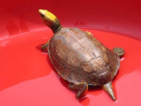 百色闭壳龟能活多久
