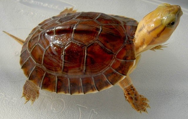 百色闭壳龟是水龟还是半水 百色闭壳龟是水龟吗