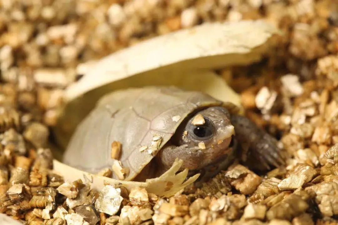 湾岸箱龟寿命 湾岸箱龟的寿命多长