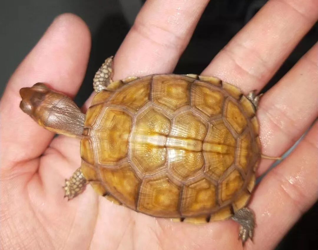 湾岸箱龟能冬眠嘛 湾岸箱龟可以冬眠吗?
