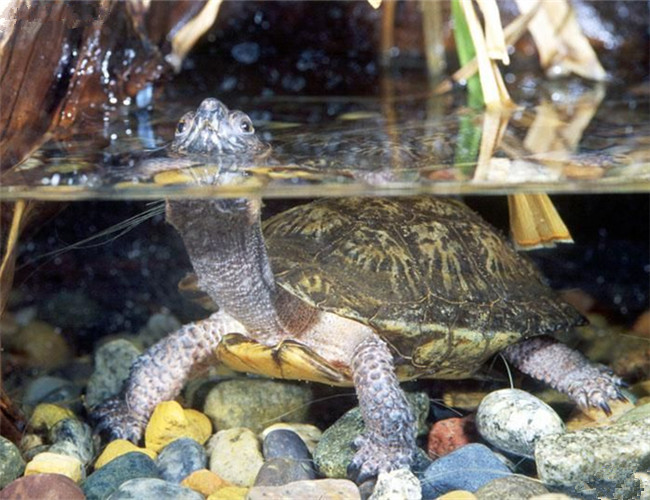 牟氏水龟的寿命 牟氏水龟寿命