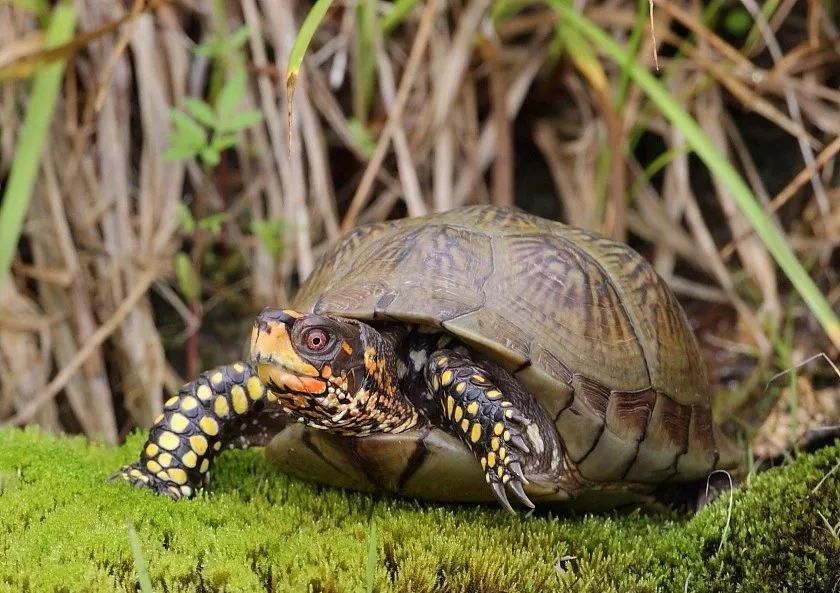 佛罗里达箱龟可以和黄缘一起养吗