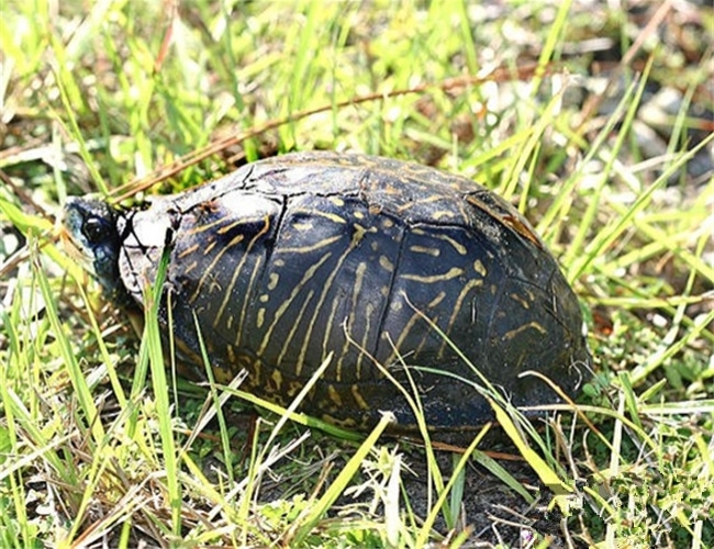 佛罗里达箱龟喜欢晒太阳吗