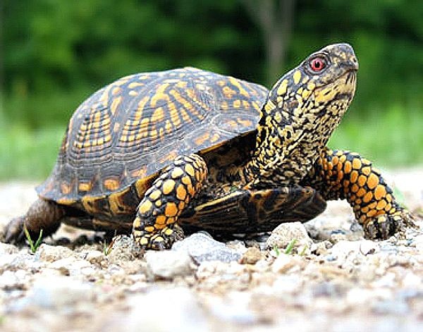 佛罗里达箱龟是保护动物吗