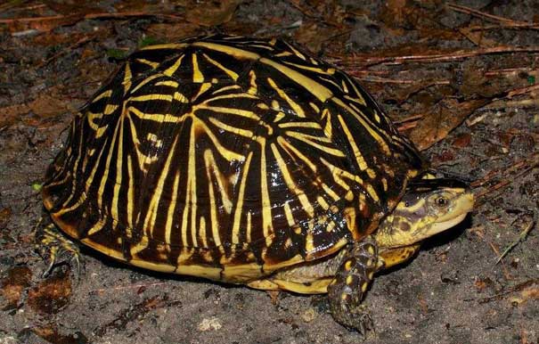 佛罗里达箱龟饲养温度 佛罗里达箱龟饲养环境