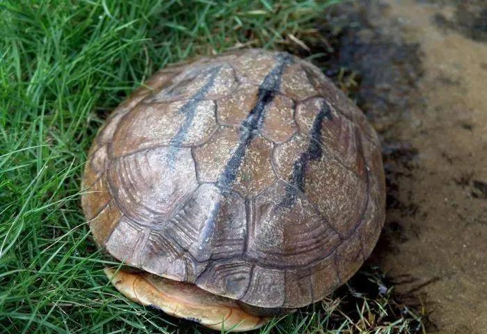 三线闭壳龟饲养环境 三线闭壳龟的饲养难度