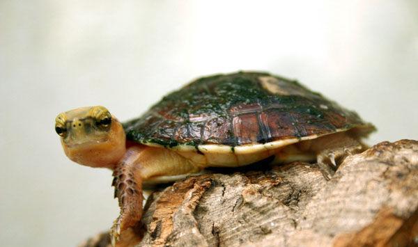 潘氏闭壳龟是爬行动物吗 潘氏闭壳龟是什么动物