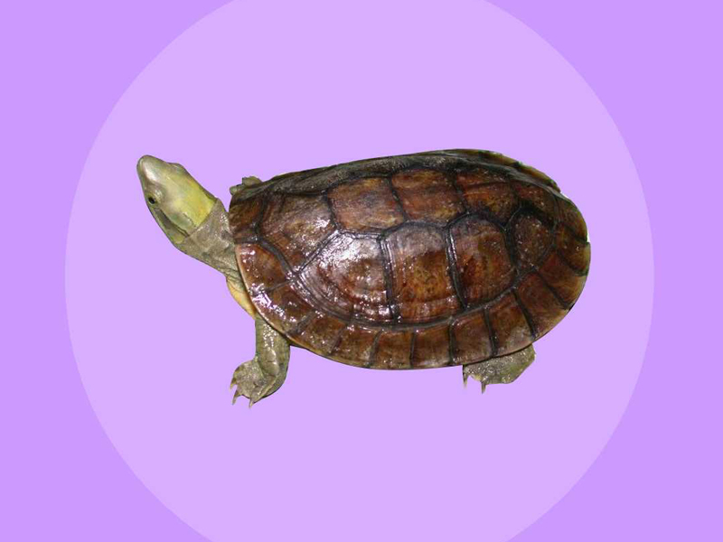 潘氏闭壳龟寿命 潘氏闭壳龟的寿命