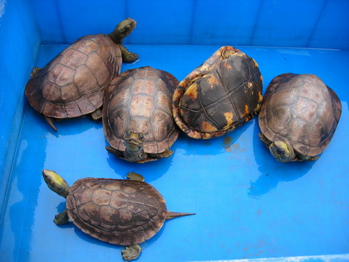 潘氏闭壳龟多少年能繁殖