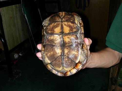 周氏闭壳龟能活多久