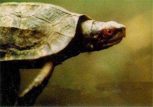 蔗林龟多少钱 蔗林龟价钱