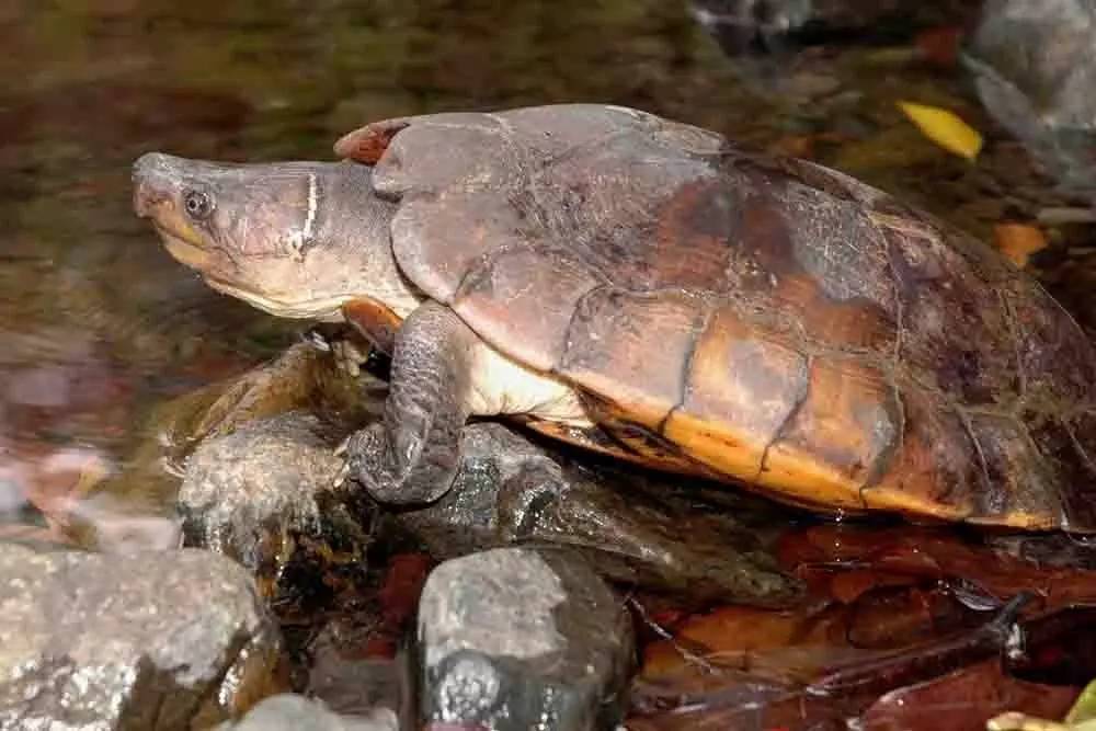 蔗林龟寿命 蔗林龟的寿命