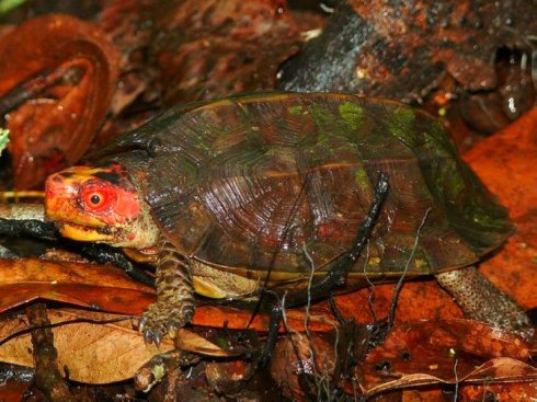 蔗林龟饲养方法