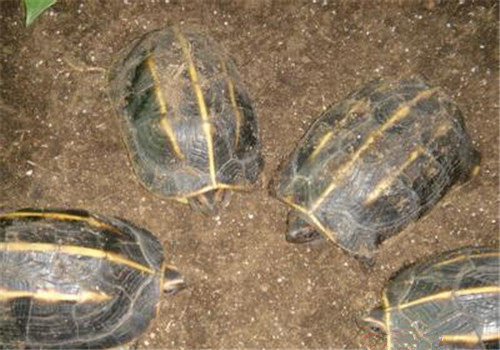 三龙骨龟哪里能买到 哪里能买到三龙骨龟
