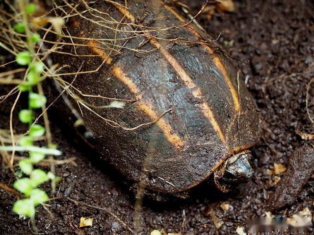 三龙骨龟是几级保护动物 三龙骨龟几级保护动物