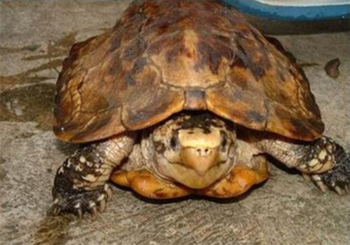 苏拉威西白头龟是保护动物吗