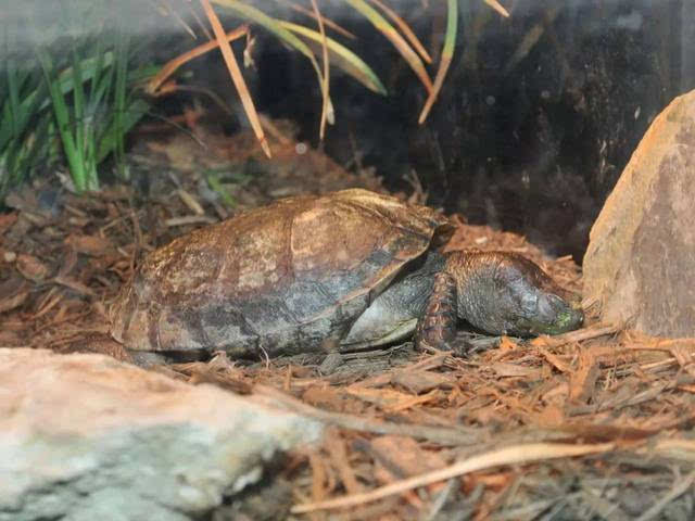 沼泽箱龟是几级保护动物