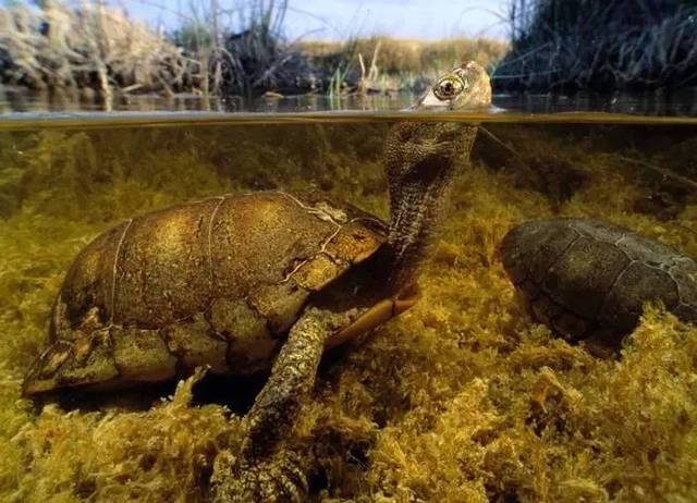 沼泽箱龟可以深水吗