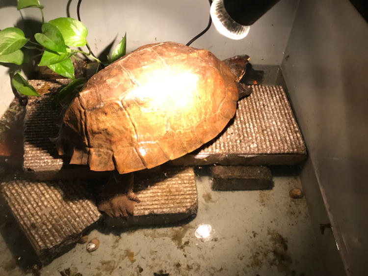 马来果龟饲养方法
