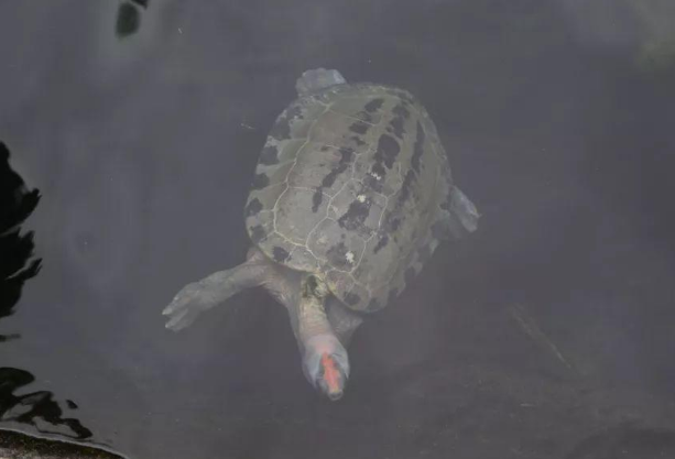 西瓜龟能用淡水养吗 西瓜龟可以淡水养吗