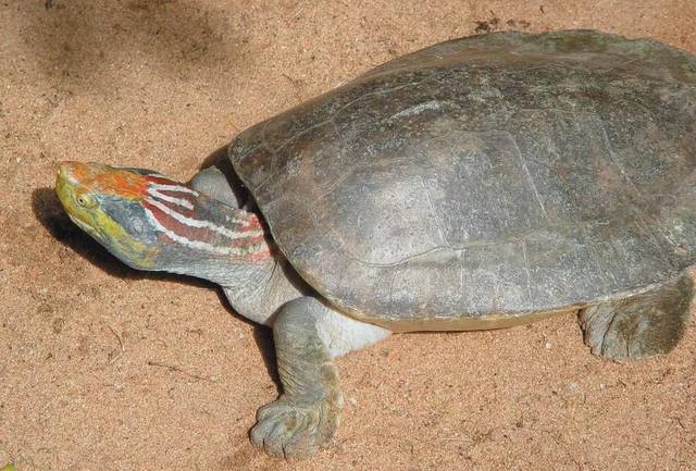 西瓜龟吃什么