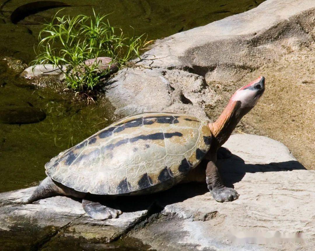 西瓜龟是保护动物吗