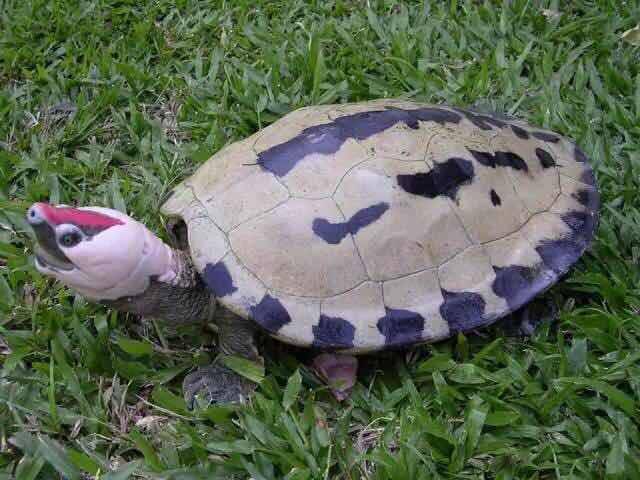 西瓜龟是水龟吗?