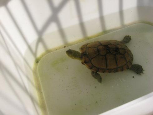 腊戍拟水龟是保护动物吗