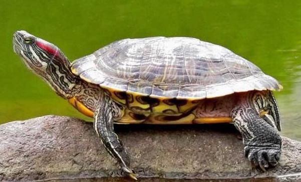 南美彩龟寿命 南美彩龟的寿命多长