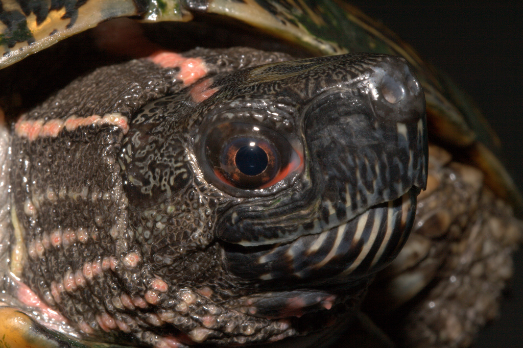 斑彩龟公母分别 斑彩龟公母分辨