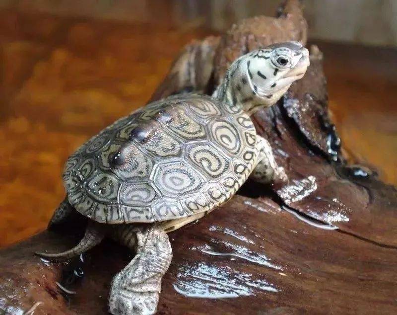 南美彩龟怎么养