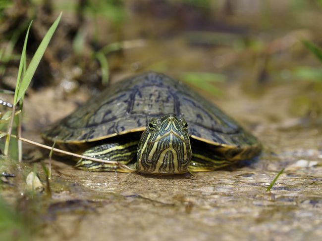 斑彩龟是巴西龟吗