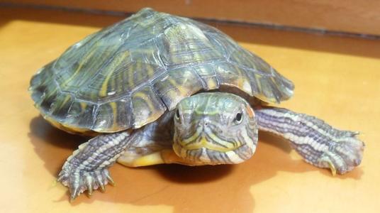 斑彩龟冬眠注意事项