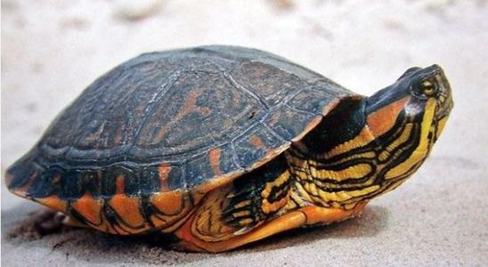 巴西斑彩龟怎么养