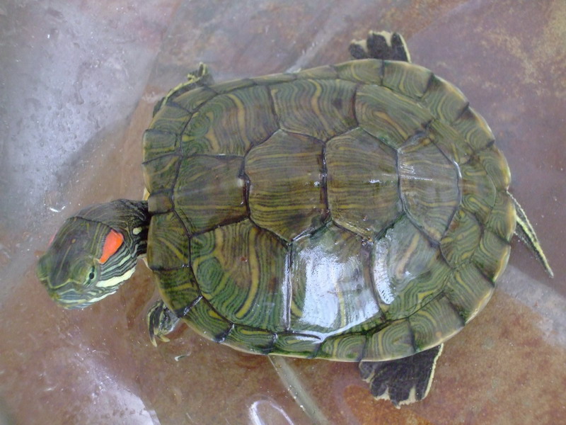 南美彩龟多少钱一只