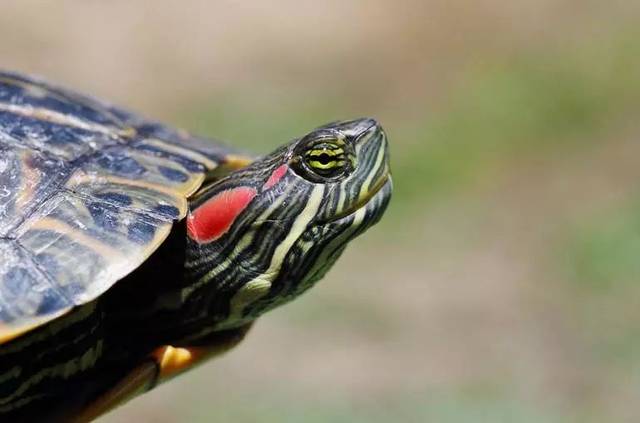 格兰德彩龟寿命 格兰德彩龟的寿命